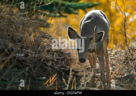 Maultierhirsch (Odocoileus Hemionus) Mineral King, Sequoia Nationalpark, Kalifornien Stockfoto