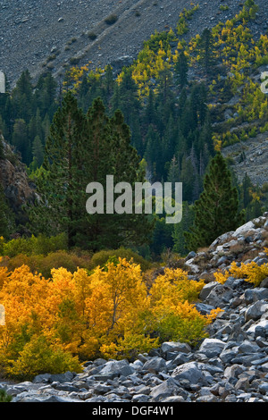 Espe Bäume im Herbst in der Nähe von Tioga Pass, Mono County, Kalifornien Stockfoto