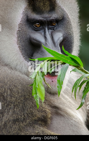 Bohren Sie Affe (Mandrillus Leucophaeus) Erwachsene männlich, Porträt stark gefährdet Stockfoto