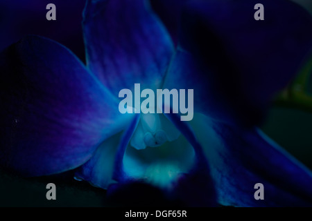 Makroaufnahme einer blau-Dendrobium Orchidee Stockfoto