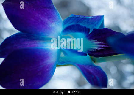 Makroaufnahme einer blau-Dendrobium Orchidee Stockfoto