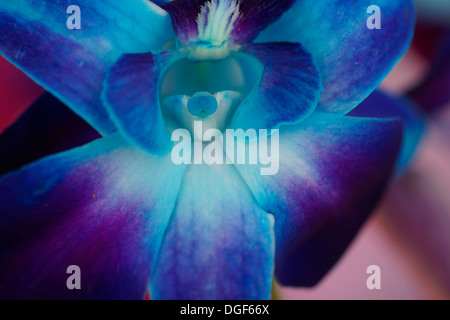 Makroaufnahme einer blau-Dendrobium Orchidee Stockfoto