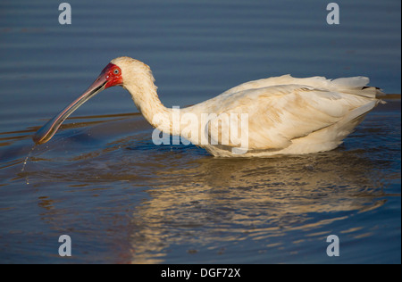 Löffler-Jagd auf Rathlogo Wasserloch Stockfoto