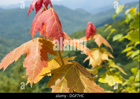 Farbenfroh wechselnde Blätter in den Blue Ridge Mountains in der Nähe des Appalachian Trail im Norden Georgiens. (USA) Stockfoto