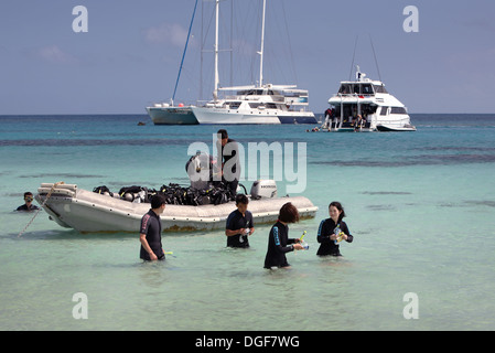 Tauchen am Michelmans Cay auf das Great Barrier Reef. Cairns, Queensland, Australien. Stockfoto