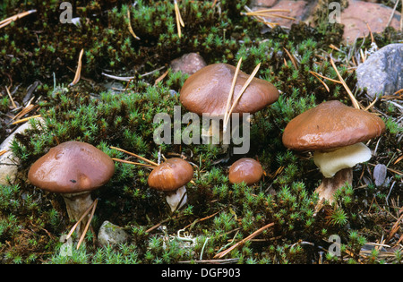 Rutschige Jack, klebrigen Brötchen, Butterpilz, Butter-Pilz. Butter-Röhrling, Butterröhrling, Suillus luteus Stockfoto