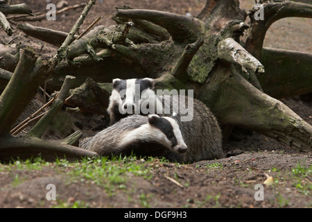 Dachs, Brock, Dachs eine seit Bau, Europäischer Dachs, Meles Meles, Blaireau Stockfoto