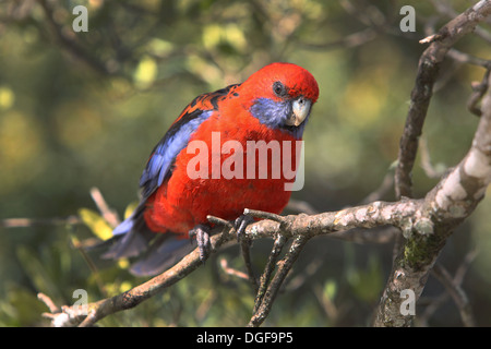 Pennantsittich (Platycercus Elegans). Queensland, Australien. Stockfoto