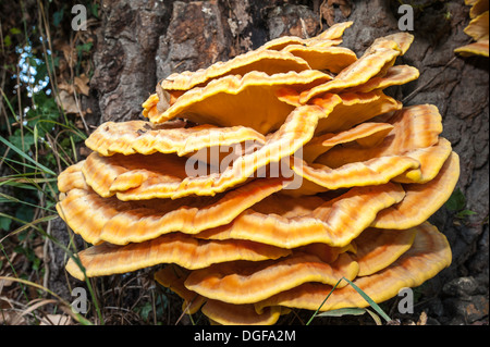 Baum Pilz Pilze am Wegesrand, Vereinigtes Königreich Stockfoto