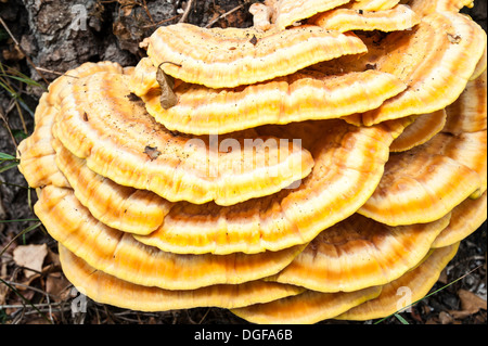 Baum Pilz Pilze am Wegesrand, Vereinigtes Königreich Stockfoto