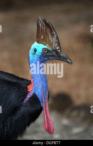 Wilder Süden Helmkasuar (Casuarius Casuarius).  Mission Beach, Queensland, Australien. Stockfoto