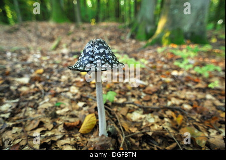 Elster-Inkcap oder Elster Pilze (Coprinus Picaceus) wachsen in einem Buchenwald, Mecklenburg-Western Pomerania, Deutschland Stockfoto