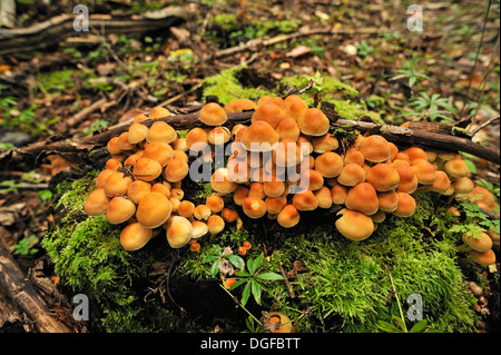 Ummantelten Stockschwämmchen (Kuehneromyces Stockschwämmchen), Pilze wachsen auf einem moosbewachsenen Baumstamm, Mecklenburg-Western Pomerania, Deutschland Stockfoto