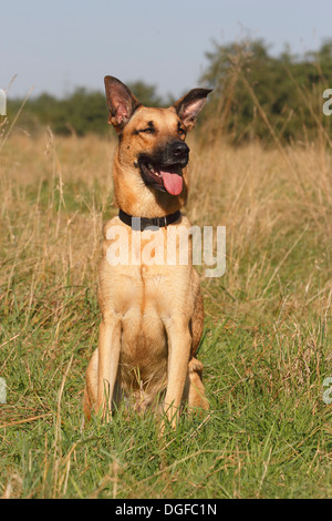 Deutscher Schäferhund Mischling sitzen in hohe Gräser Stockfoto