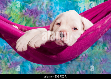 Boxer Hund, Welpe, liegen in der Hängematte Stockfoto