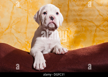 Boxer Hund, Welpe Stockfoto