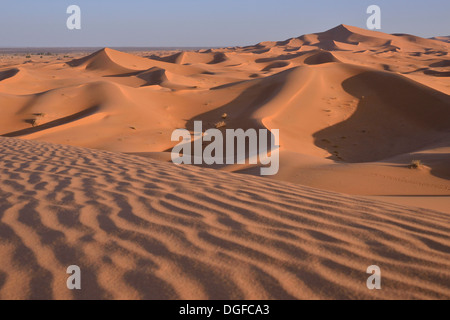 Dünen im Morgenlicht, große Sandmeer, Sahara, Merzouga, Region Meknès-Tafilalet, Marokko Stockfoto