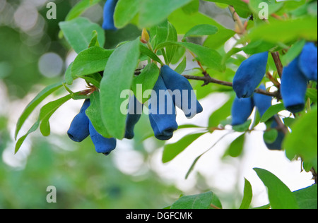 Maibeere - Sweetberry Geißblatt 01 Stockfoto