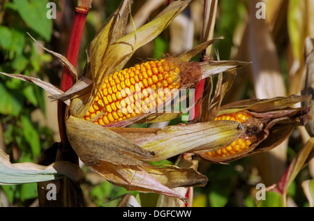 Highlight - Mais 01 Stockfoto