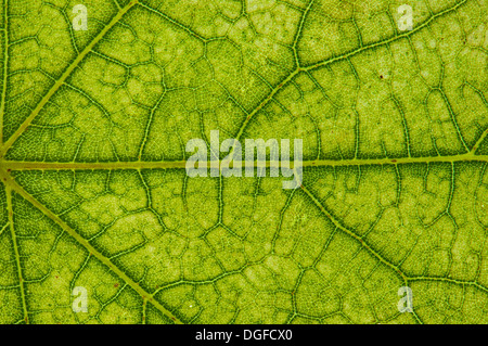 Ahorn (Acer SP.) Blattstruktur im Durchlicht, Beginn der herbstlichen Färbung, Detail, Innenstadt, Frankfurt Am Main Stockfoto