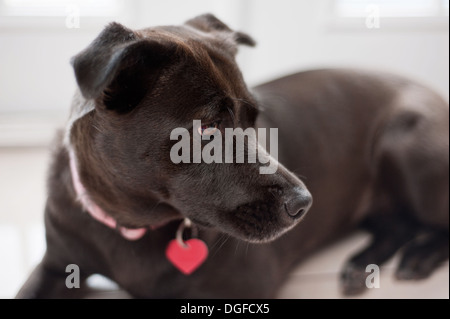 Labrador und Pit Bull Mischlingshund Stockfoto