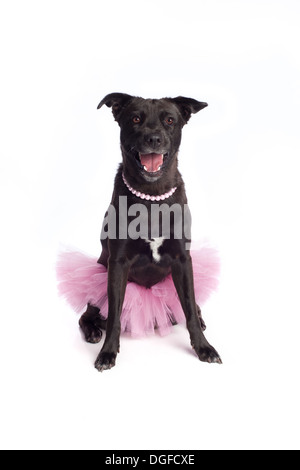 Lächelnde schwarze Mischlingshund im rosa Tutu und Perlenkette Stockfoto