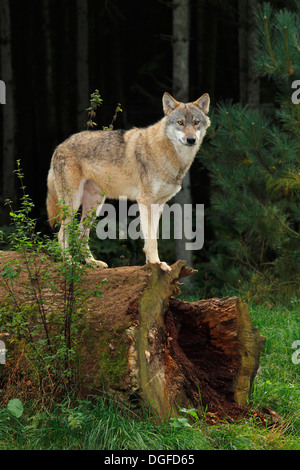 Wolf (Canis Lupus), Gefangenschaft, Schleswig-Holstein, Deutschland Stockfoto