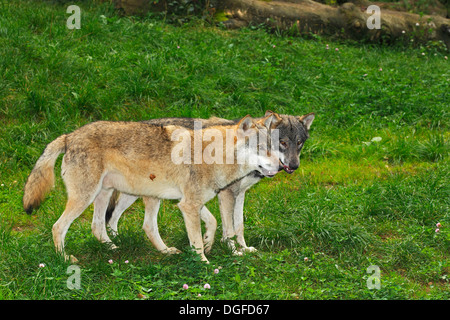 Zwei Wölfe (Canis Lupus), Gefangenschaft, Schleswig-Holstein, Deutschland Stockfoto