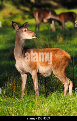 Wachsam, Surfen Rothirsch (Cervus Elaphus), Hinterbeine im Abendlicht, Deutschland Stockfoto