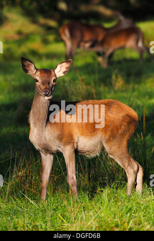 Alert Rothirsch (Cervus Elaphus), Hinterbeine im Abendlicht, Deutschland Stockfoto