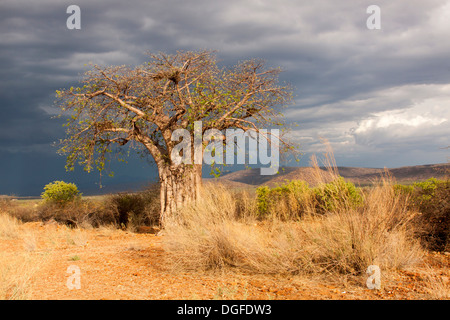 Baobab-Baum (Affenbrotbäume Digitata), Kaokoland, Kunene, Namibia Stockfoto