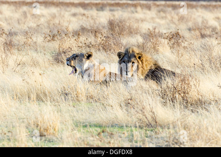 Löwe und Löwin (Panthera Leo) liegen versteckt in dem hohen Rasen, Okaukuejo, Kunene-Region, Etosha Nationalpark, Namibia Stockfoto