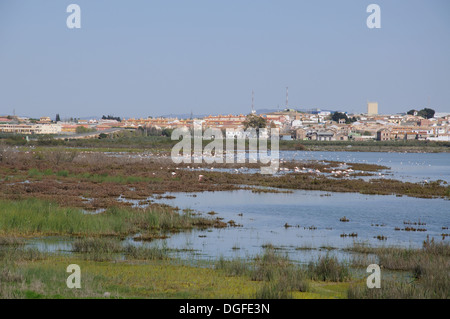 Flamingos auf der Lagune (Laguna de Fuente de Piedra), Fuente de Piedra, Provinz Malaga, Andalusien, Spanien. Stockfoto