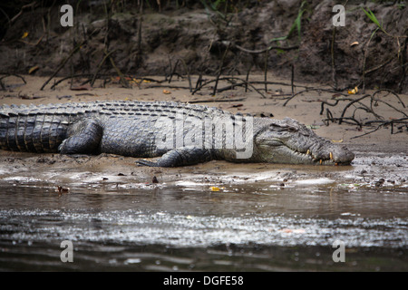 Salzwasser-Krokodil (Crocodylus Porosus).  Daintree River. Queensland, Australien. Stockfoto