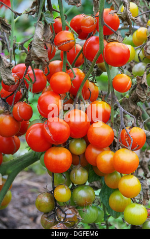 Tomate-Braunfaeule - Tomaten die Kraut-und Knollenfäule 03 Stockfoto