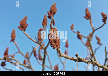 Frucht von Rhus Typhina Sy R. Hirta (Staghorn Sumac oder der Hirsch Horn Sumach) Stockfoto