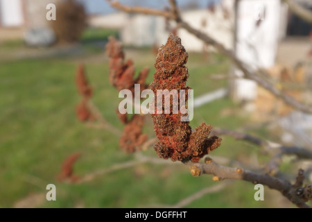Frucht von Rhus Typhina Sy R. Hirta (Staghorn Sumac oder der Hirsch Horn Sumach) Stockfoto
