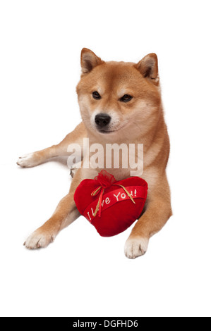 Japanese Shiba Inu Hund vor einem weißen Hintergrund mit roten Herzen Stockfoto