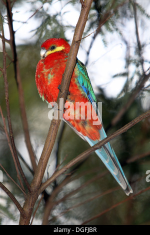 Westlichen Rosella (Platycercus Icterotis). Südwesten Westaustralien. Stockfoto