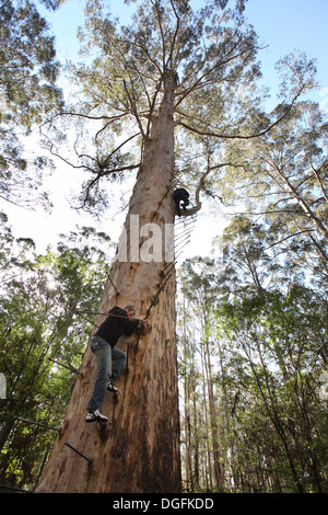 Der Gloucester Tree in Pemberton, Südwesten Westaustralien. Welten der zweiten höchsten Feuer Suche Baum (72 m). Stockfoto