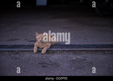 Bauernhof Katze sitzt am Eingang einer Scheune Stockfoto