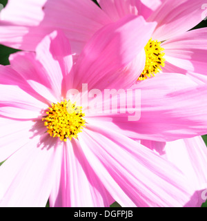 hell rosa Kosmos Sonate Blumen in natürlichem Licht Jane Ann Butler Fotografie JABP1049 Stockfoto