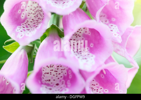 Nahaufnahme von rosa Fingerhut Blütenköpfchen Weichzeichner Jane Ann Butler Fotografie JABP1065 Stockfoto