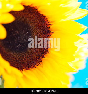 atemberaubende Sonnenblume, den Kopf zu Fett und zeitgenössische Jane Ann Butler Fotografie JABP1050 Stockfoto