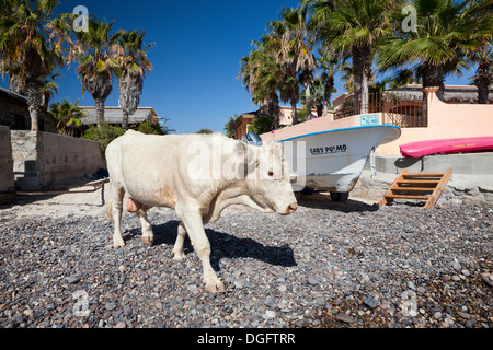 Rinder am Strand von Cabo Pulmo Bos Primigenius, Nationalpark Cabo Pulmo, Baja California Sur, Mexiko Stockfoto