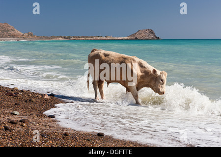 Rinder am Strand von Cabo Pulmo Bos Primigenius, Nationalpark Cabo Pulmo, Baja California Sur, Mexiko Stockfoto