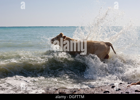 Rinder am Strand von Cabo Pulmo Bos Primigenius, Nationalpark Cabo Pulmo, Baja California Sur, Mexiko Stockfoto