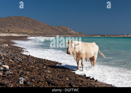 Rinder am Strand von Cabo Pulmo Bos Primigenius, Nationalpark Cabo Pulmo, Baja California Sur, Mexiko Stockfoto