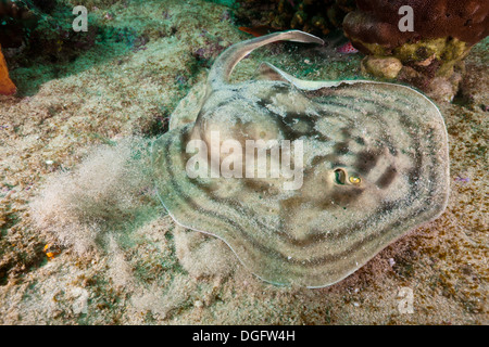 Retikuliert Runde Ray, Urobatis Concentricus, Cabo Pulmo Meeres-Nationalpark, Baja California Sur, Mexiko Stockfoto