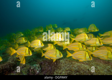 Fischschwarm von Panamic Porkfish Anisotremus Taeniatus, Marine Nationalpark Cabo Pulmo, Baja California Sur, Mexiko Stockfoto